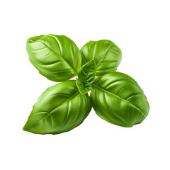 Wall Mural - Basil isolated on transparent background