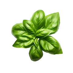 Wall Mural - Basil isolated on transparent background