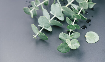 Poster - Eucalyptus plant leaves. Fresh Eucalyptus close up, on grey background, top view. Essential oil, aromatherapy