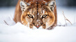 Close up view of puma that is stalking in snow