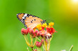 A Common Tiger Butterfly on Milkweed flower, Butterfly perched on a flower