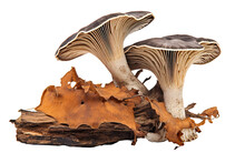 Wood Ear Fungus Mushroom Isolated On White Background