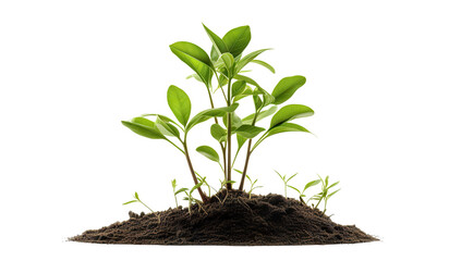 Young plant with green leaves growing from a pile of soil, cut out