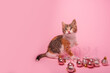 Small tricolor kitten on pink background sits next to transparent numbers 2024 New Year. Isolated background with Christmas toys balls on the floor. Monochrome postcard. Copy space. Holidays with pets