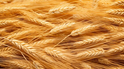 Field with spikelets close up background with wheat spikelets