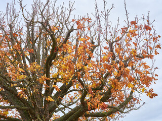 Wall Mural - Tree in autumn with yellowed leaves.