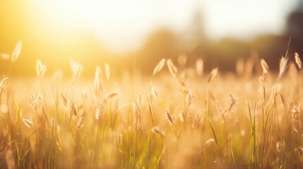 Canvas Print - sunrise grass sunlight horizon inspiring illustration sunbackground sky, yellow outdoor, beautiful light sunrise grass sunlight horizon inspiring