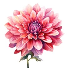 Watercolor Dahlia Flowers Illustration On A White Background.