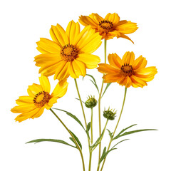 Sticker - Coreopsis flower isolated on transparent background