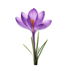 Crocus flower isolated on transparent background