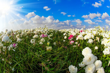 Sticker -  Picturesque flowers