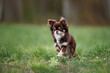 brown long haired chihuahua dog running outdoors on green grass
