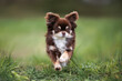 brown long haired chihuahua dog running on grass outdoors