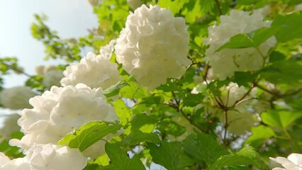 Wall Mural - Blooming of balls Hydrangea arborescens. Chinese snowball viburnum, Viburnum Roseum Buldenezh. Spring in botanical garden with Hydrangeaceae family plants. 4K video (Ultra High Definition).