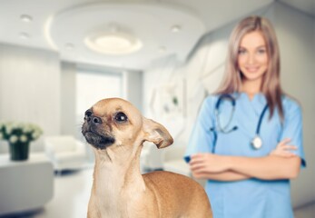 Wall Mural - happy young dog sitting at the veterinary clinic