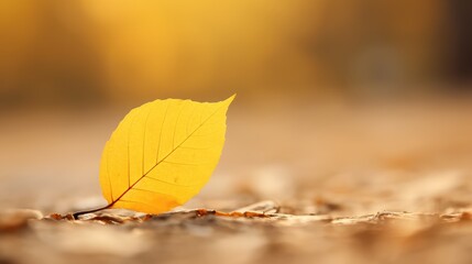 Poster - nature yellow october environment macro illustration leaf color, plant natural, foliage texture nature yellow october environment macro