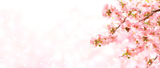 Canvas Print - Horizontal banner with Japanese Quince flowers (Chaenomeles japonica) of pink color on sunny backdrop. Nature spring background with a branch of blooming Quince