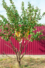 Fruit Tree with summer large growth of apricot scion grafting. Growing fruits by grafting.