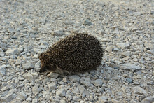 Big Hedgehog Walking On The Gravel Road 