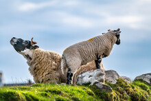 Scottish Sheep With Baby On The Pasture, Highlands, Scotland, Isle Of Skye