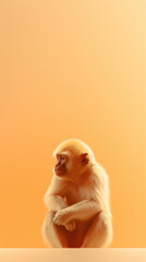 yellow and white macaque