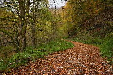 Wall Mural - Road covered with fallen leaves in the forest