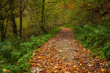 Wall Mural - Road covered with fallen leaves in the forest