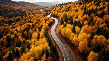 Poster - orange fall gold day aerial illustration season trees, drone foliage, rural scenic orange fall gold day aerial