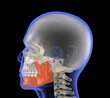 Human head and marked Jaw. Dental 3D illustration