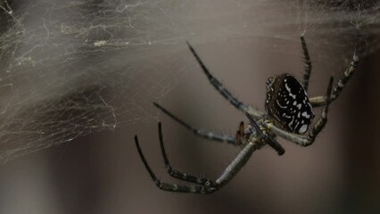 Macro closeup of yellow garden spider (Argiope aurantia) hanging off of web, shaken by the wind