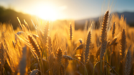 Wall Mural - A yellow ripened barley field under the warm sunlight