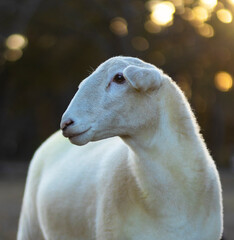 Low light white sheep ewe portrait