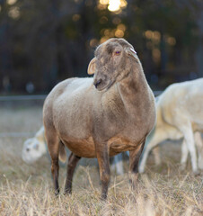 Wall Mural - Grown brown Katahdin sheep ewe looking amorous