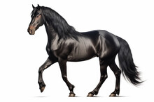Black Horse Is Walking On White Background With Shadow.