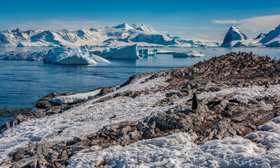 Wall Mural - Gentoo Penguin colony - Antarctic Peninsula in Antarctica.