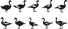 Black And White Wild Geese Are Flying. Bird Hunting Logo. Canadian Goose. Black Isolated Flying Bird.