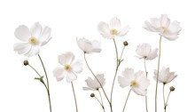 White Flowers Isolated On Transparent Background Cutout