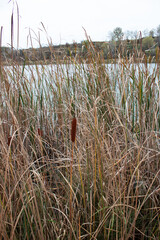 Bulrush on the lake in autumn.