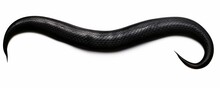 Tail Of A Black Snake, Isolated On White Background Banner, Generative AI