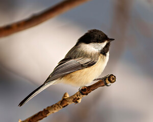 Wall Mural - Chickadee Photo and Image. Close-up profile side view perched on a tree branch with blur background in its envrionment and habitat surrounding.