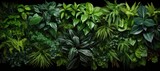 Fototapeta Natura -  a group of different types of plants on a black background with a black background and a black background with a black border.