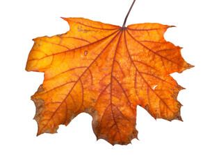 Sticker - Autumn maple branch with leaves isolated on  background