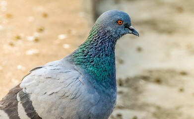 Poster - Closeup shot of a blue pigeon in daylight on a blurred background