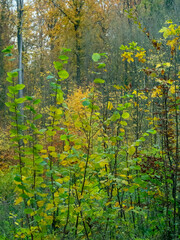 Wall Mural - Herbstlich gefärbte Bäume im Mischwald