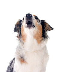 Poster - australian shepherd in studio