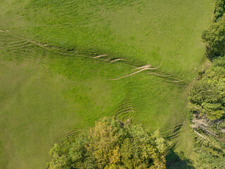 Wall Mural - Aerial view of rural landscape with pasture and trees.