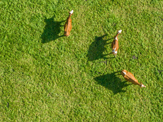Canvas Print - Aerial view of cattle on green meadow. Countryside landscape in Switzerland with cows.