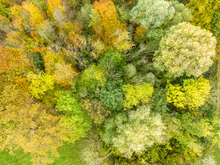 Wall Mural - Aerial view of forest in autumn season with colorful leaves in foliage.