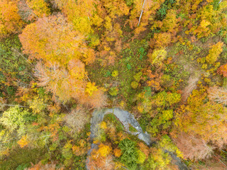 Wall Mural - Aerial view of forest in autumn with colorful foliage.