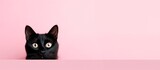 Fototapeta  - funny black cat peeping from behind a vibrant pink  block, horizontal wallpaper, large copy space for text. 